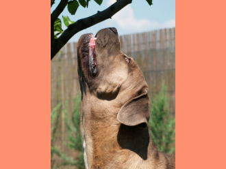 Cane Corso ACCO BELLA DIABLO