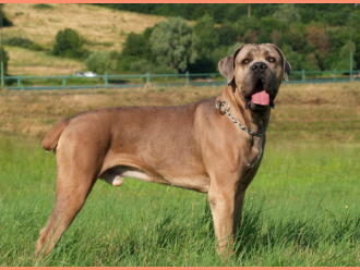 Cane Corso ACCO BELLA DIABLO