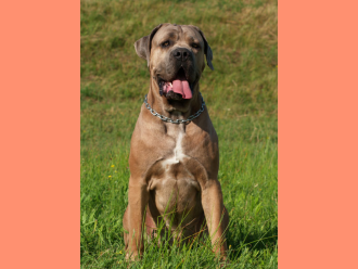 Cane Corso ACCO BELLA DIABLO