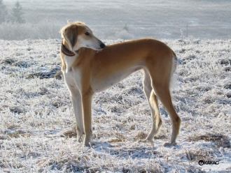 Saluki Ashley Bee Karkula