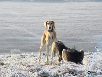 Saluki Ashley Bee Karkula & Burzum Rafi Tall Afar