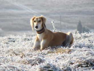 Saluki Ashley Bee Karkula