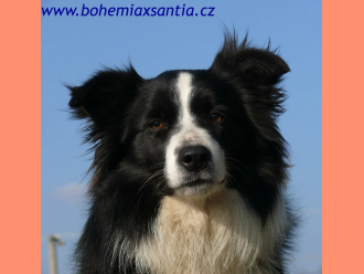 Border kólia Crina Black Bohemia Alké