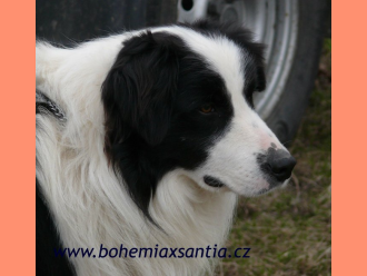 Border kólia Crina Black Bohemia Alké