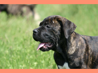 Cane Corso DAKOTA DOGHAUS