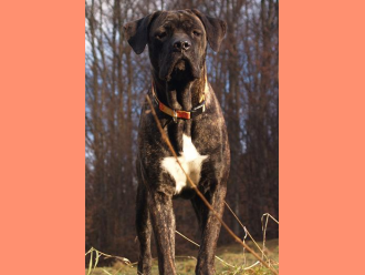 Cane Corso DAKOTA DOGHAUS