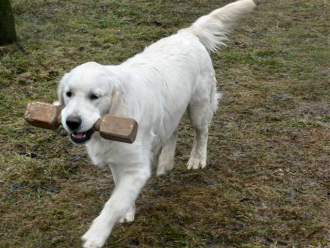 Zlatý retríver Ebony Evidog