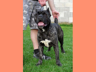 Cane Corso Germia Edimark