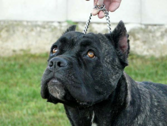 Cane Corso Germia Edimark
