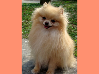 Nemecký špic trpasličí (Pomeranian) HILCRESTÂ´S SUGAR COATED