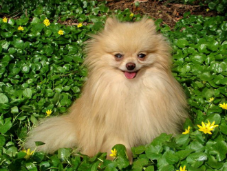 Nemecký špic trpasličí (Pomeranian) HILCRESTÂ´S SUGAR COATED