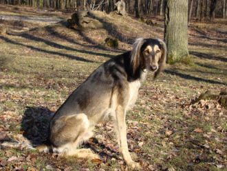 Saluki Burzum Rafi Tall Afar