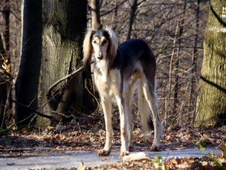 Saluki Burzum Rafi Tall Afar