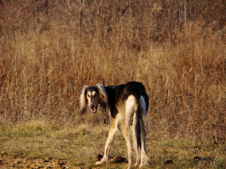 Saluki Burzum Rafi Tall Afar