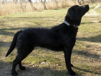 Labradorský retríver Madlyn Black taurus