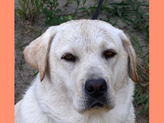 Labradorský retríver Sally Kaiserov dvor