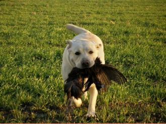Labradorský retríver Sally Kaiserov dvor