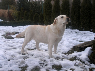 Labradorský retríver Sally Kaiserov dvor
