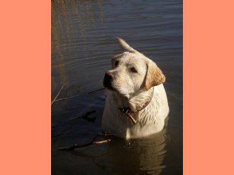Labradorský retríver Sally Kaiserov dvor