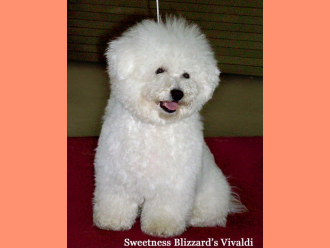 Bišon Sweetness Blizzard´s Vivaldi