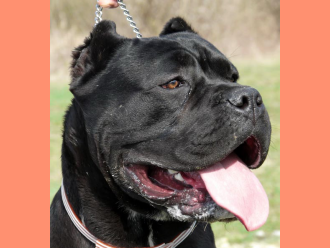 Cane Corso Timoniere Thor