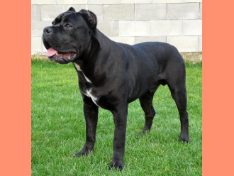 Cane Corso Timoniere Thor