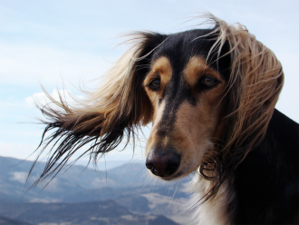 Saluki Burzum Rafi Tall Afar