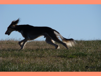 Saluki Burzum Rafi Tall Afar