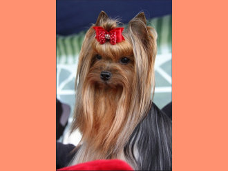 Yorkshirský teriér Decoris Scarlett O´Hara