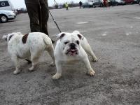 Buldog