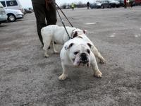 Buldog