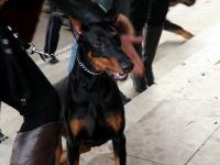 Doberman