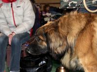 Leonberger