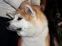 Akita