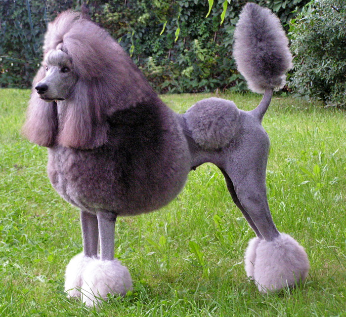 Pudel veľký strieborný | Caniche (Pudel)