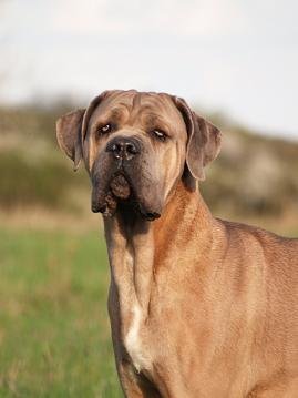 Cane Corso