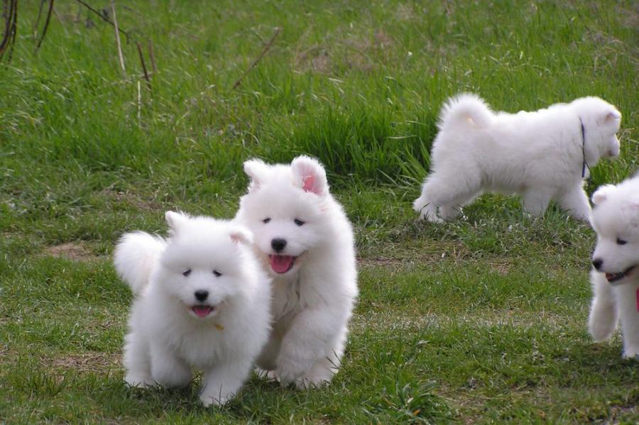 Samojed