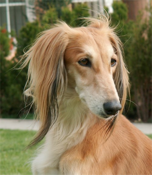 Saluki