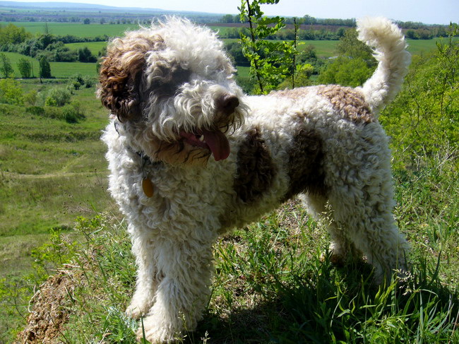 Lagotto