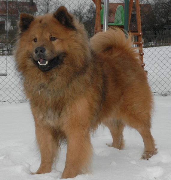 Eurasier