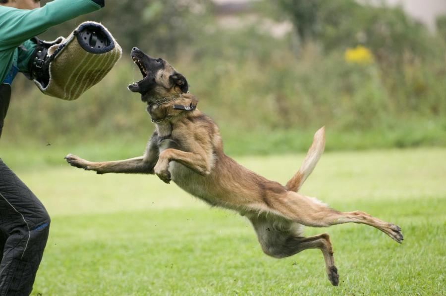 Malinois