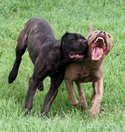 Bandog