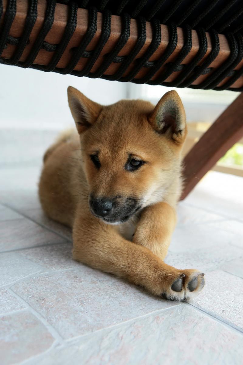 Shiba