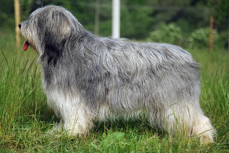 Poľský nížinný ovčiak