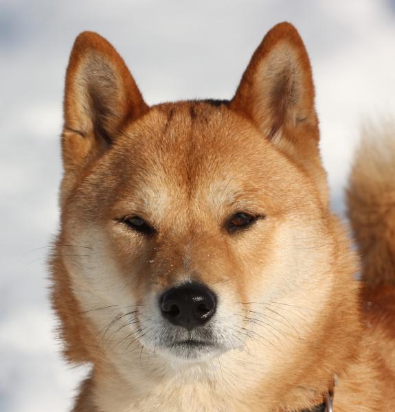 Shiba