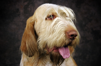 Taliansky spinone