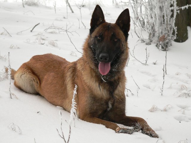 Malinois