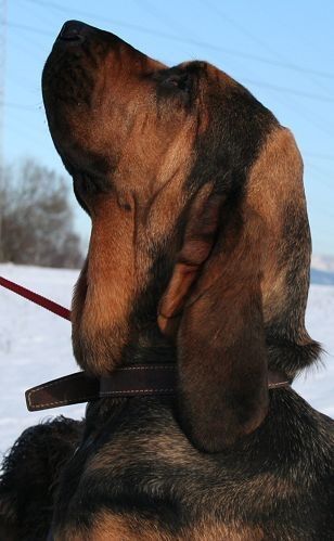 Bloodhound