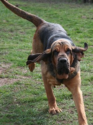 Bloodhound