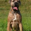 Cane Corso ACCO BELLA DIABLO